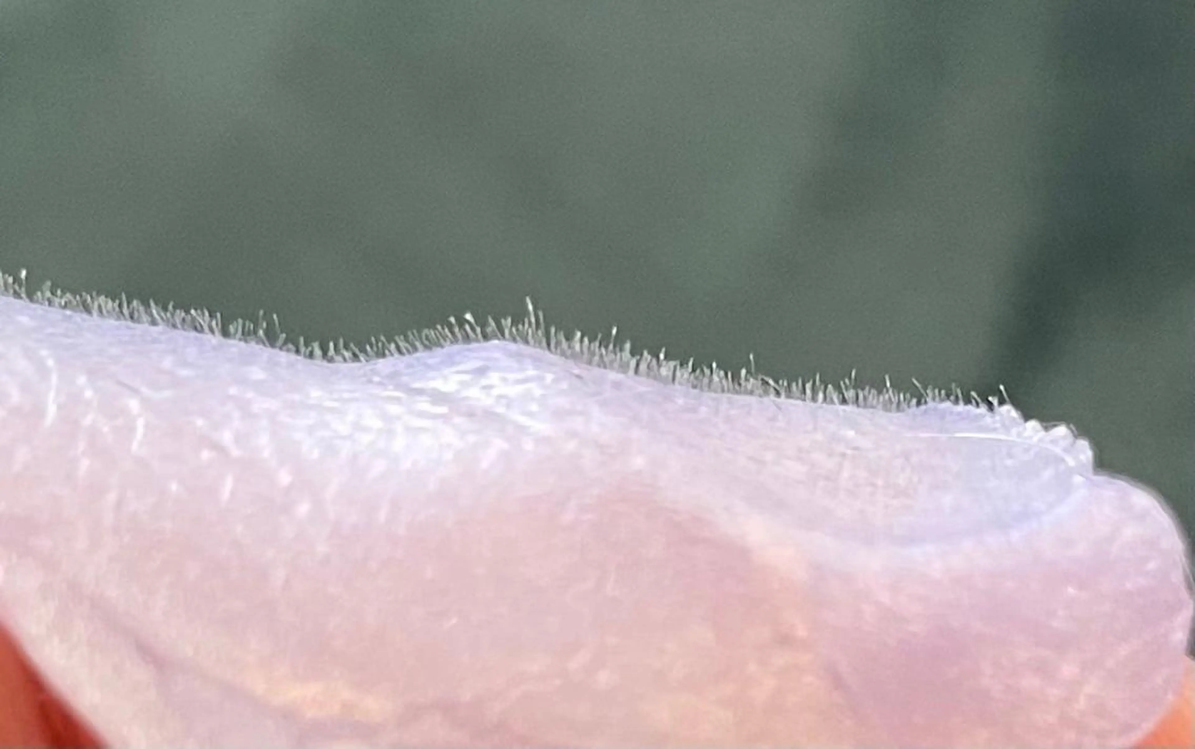 エステサロン Mi-mi.iのエステ・リラクイメージ