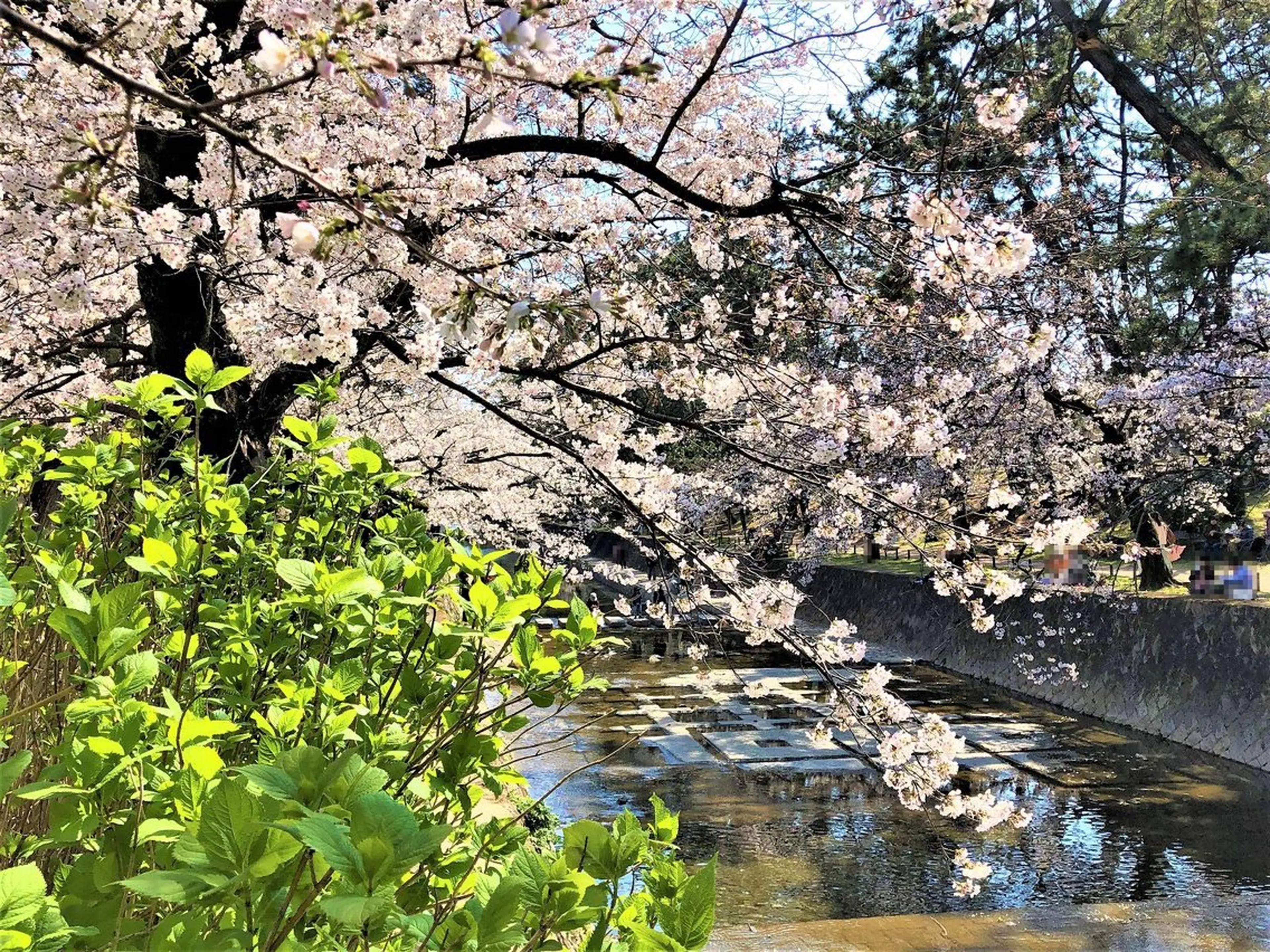 AZ美・整体院　川畑 保代のマツエク・マツパデザイン