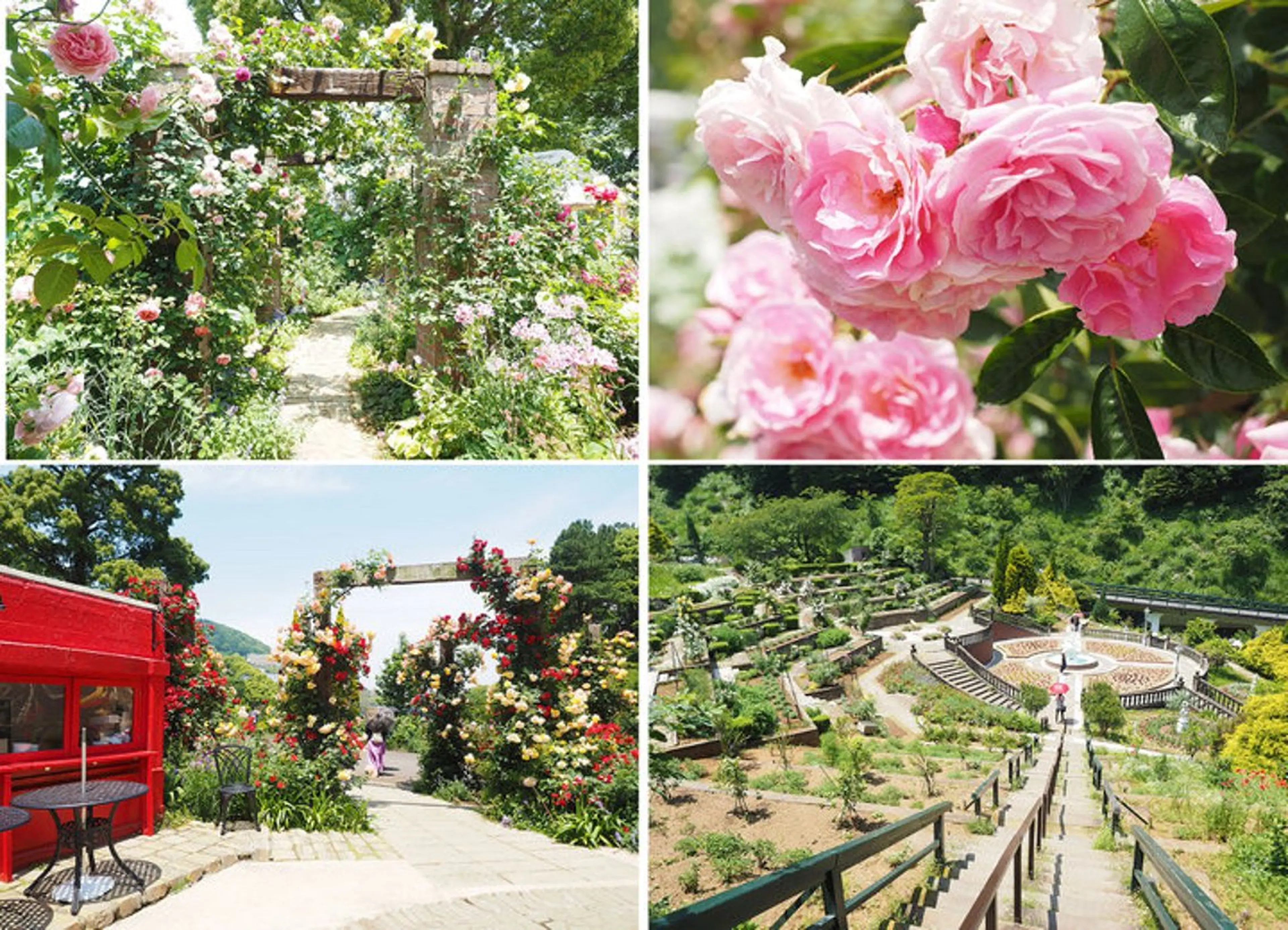 ローズ🌹蒸しの写真