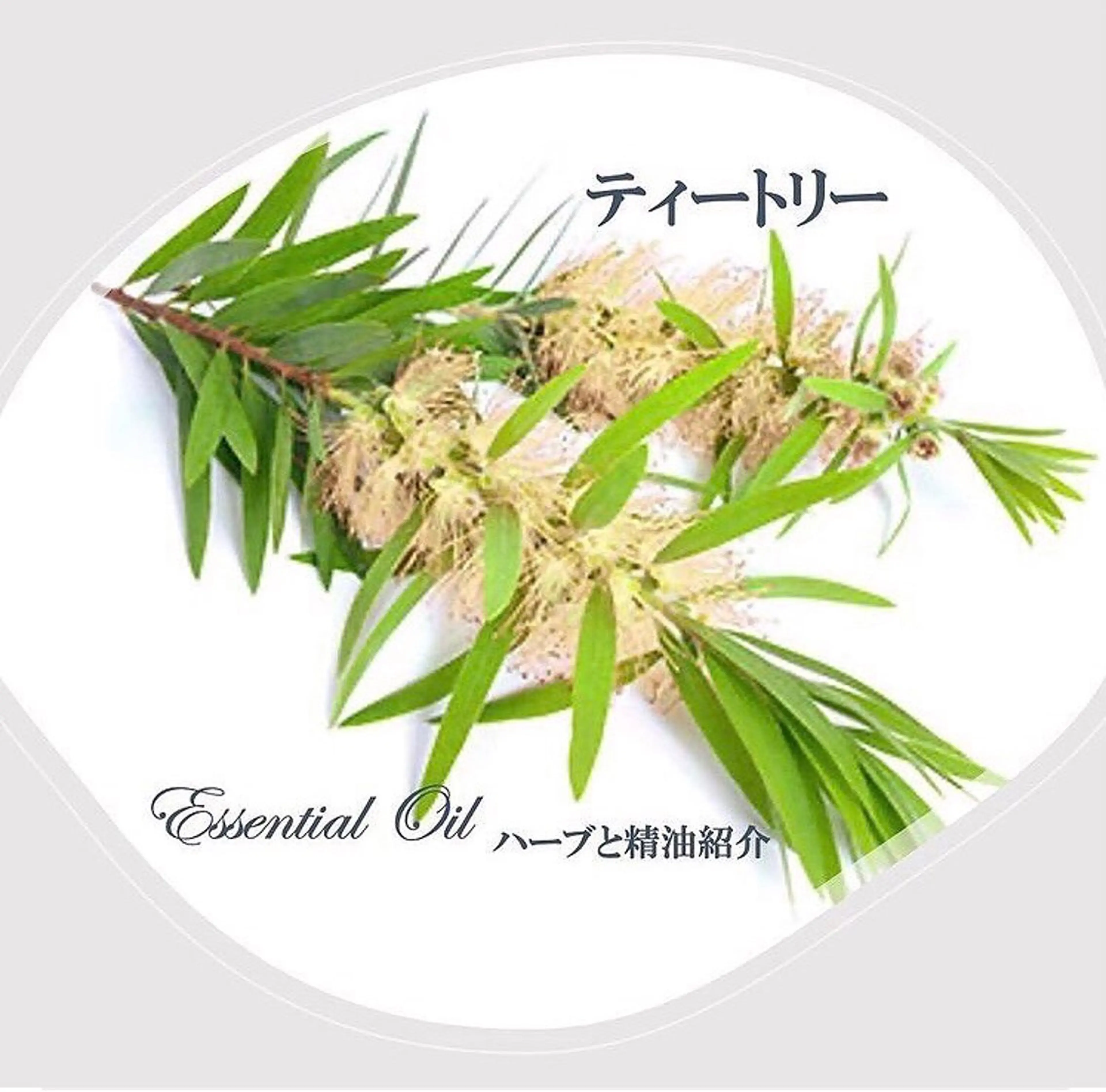 香りの家ローズマリー 🌿アロマリンパのエステ・リラクイメージ