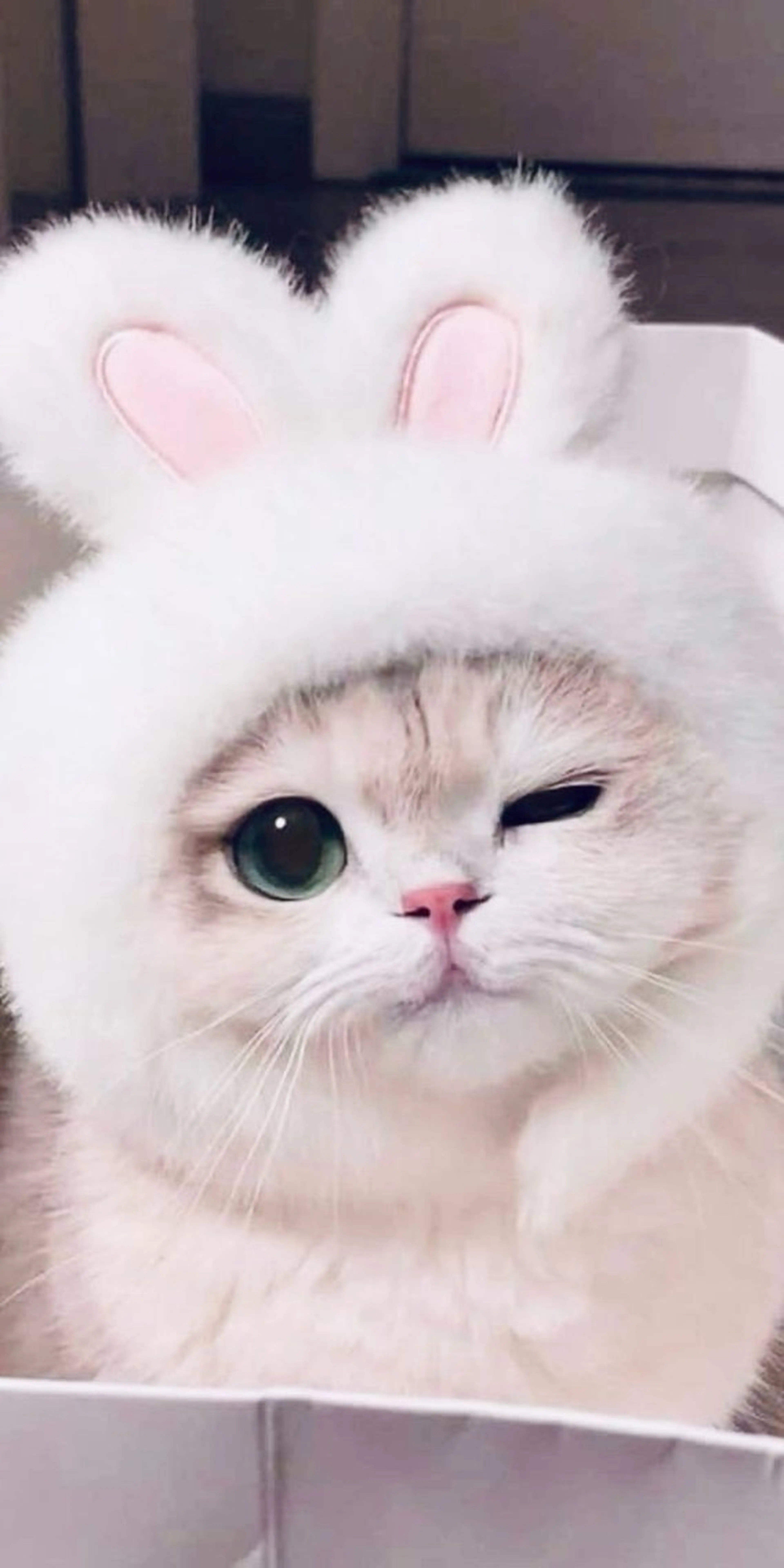 マツエク・マツパ eyelist. mizuki🐈⬛の眉毛・アイブロウイメージ