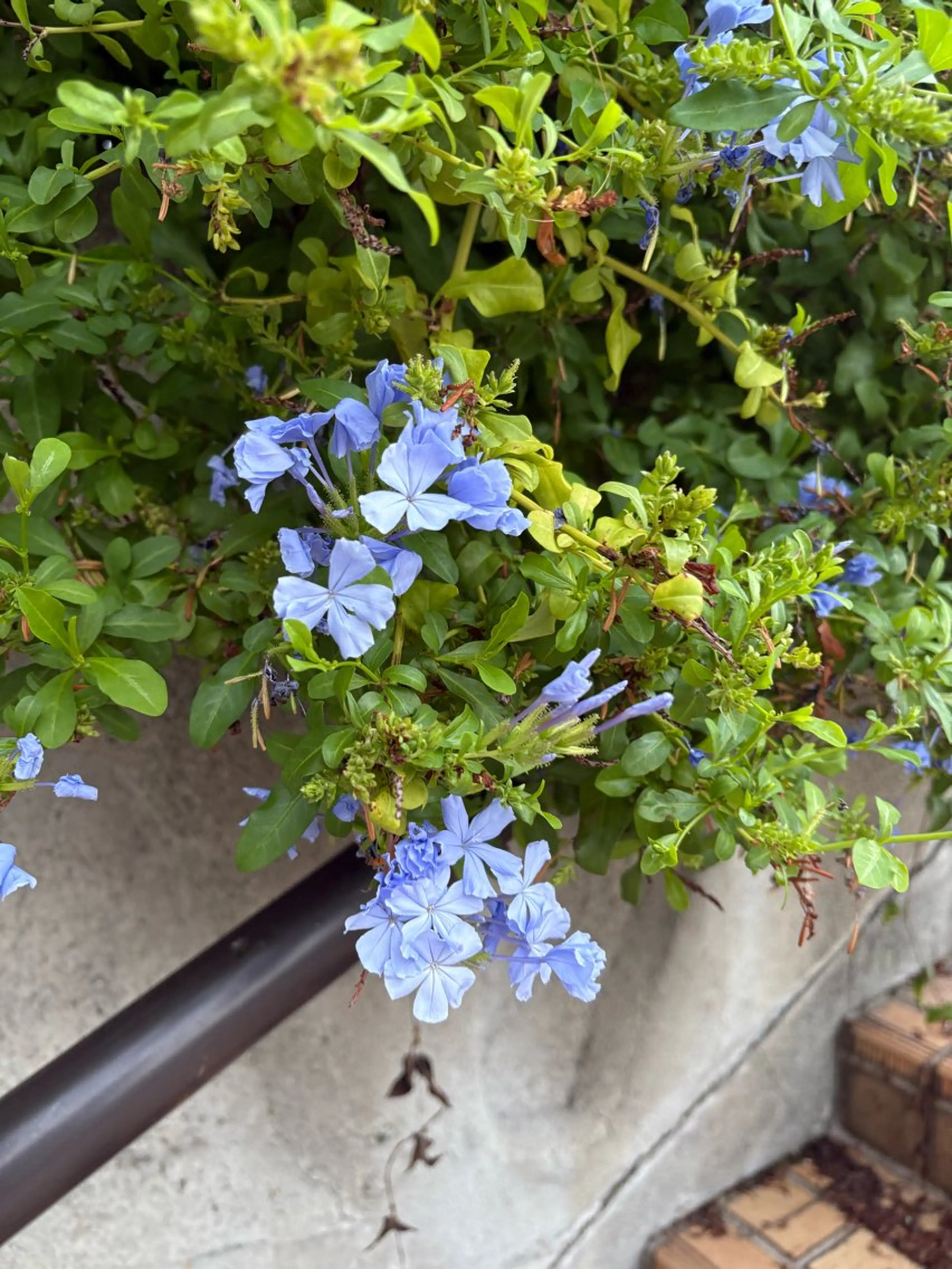 Yu-ka🌼*･ カラーモデル募集❣️のヘアスタイル