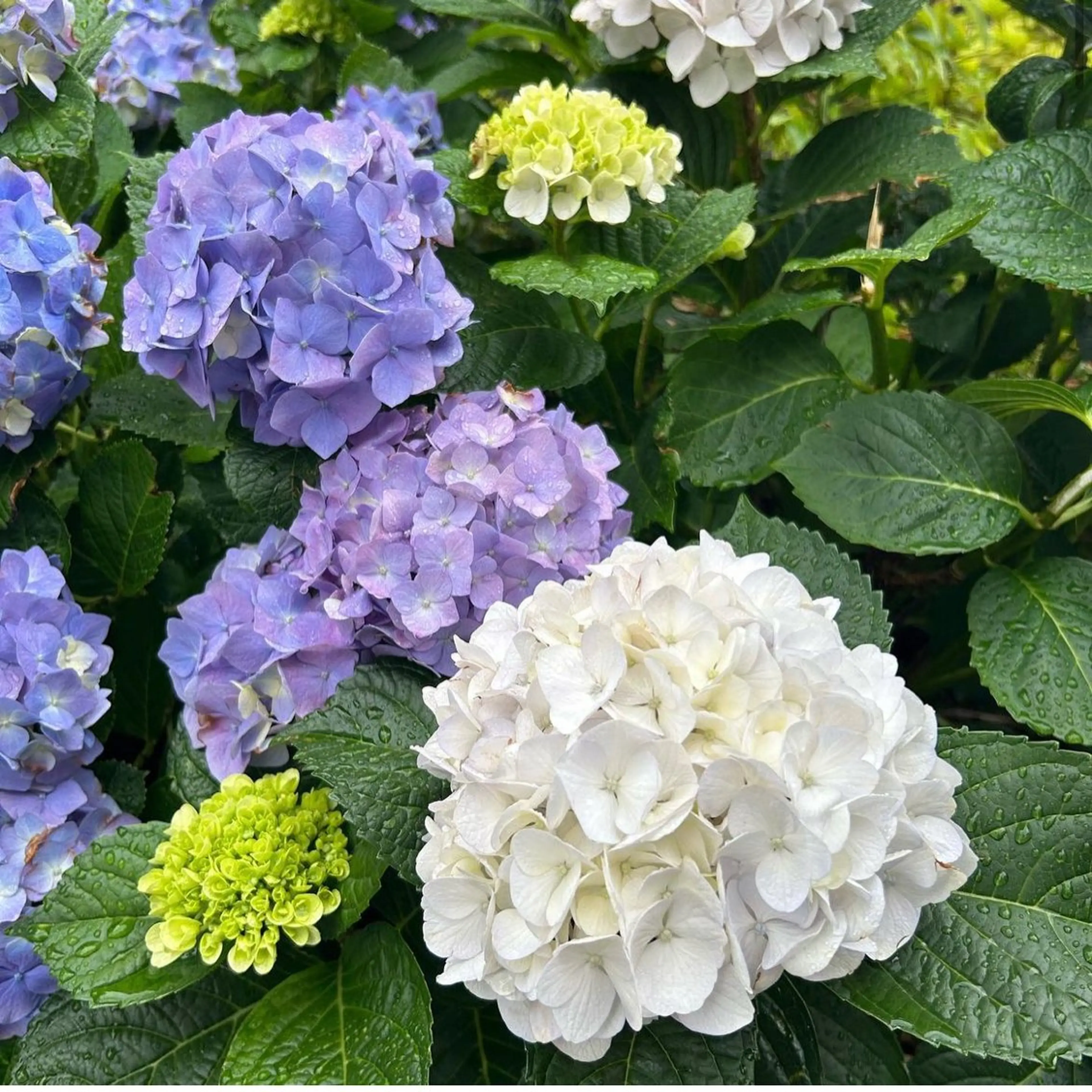 セミロング カラー パーマ ヘアアレンジ GOTODAY SHAiRE SALON (原宿本店)所属・stylist 🎀 kanaのその他イメージ