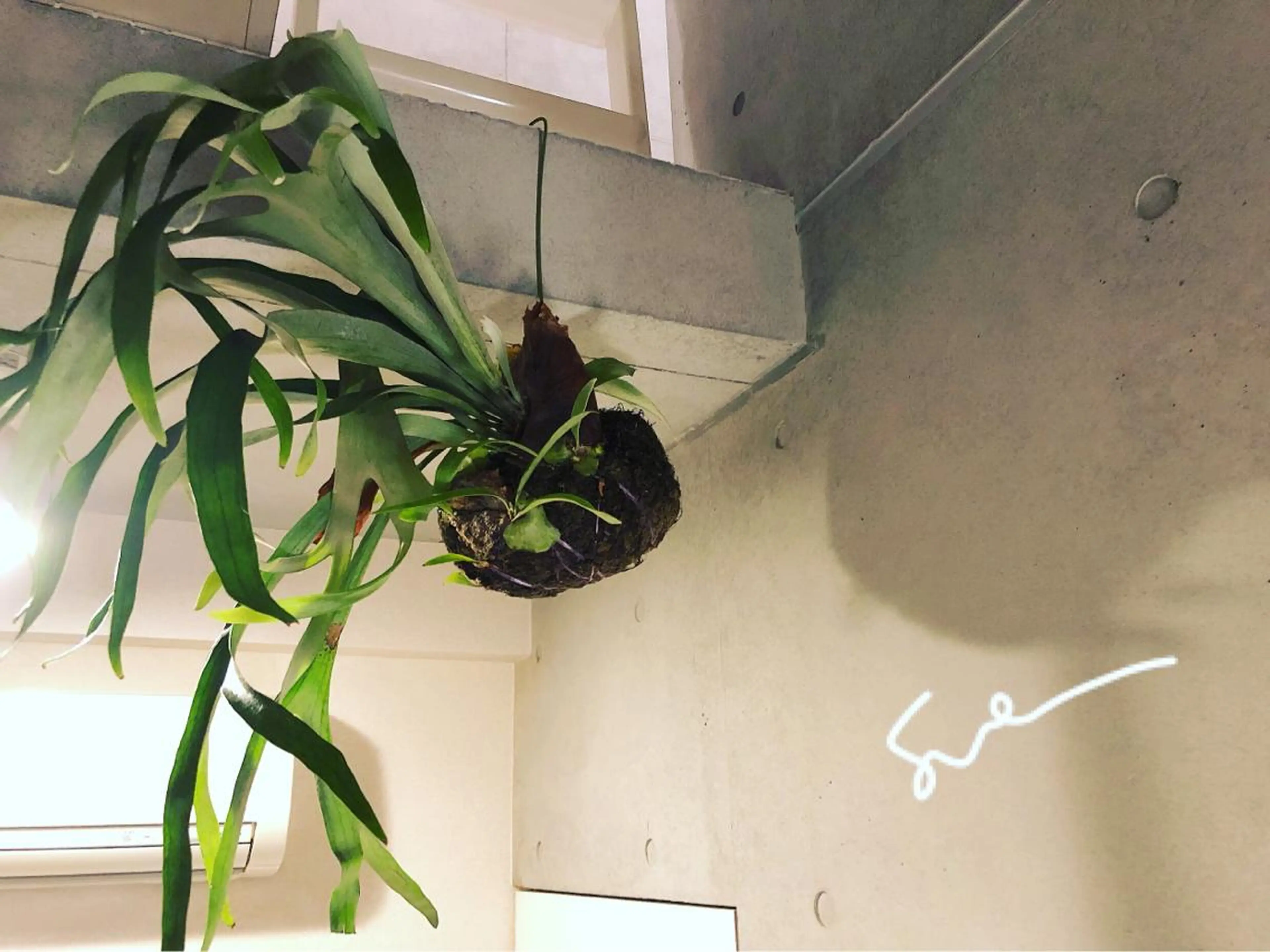 マツエク・マツパ Sue eyelash&eyebrow所属・Shigeno Hikaruのマツエク・マツパデザイン