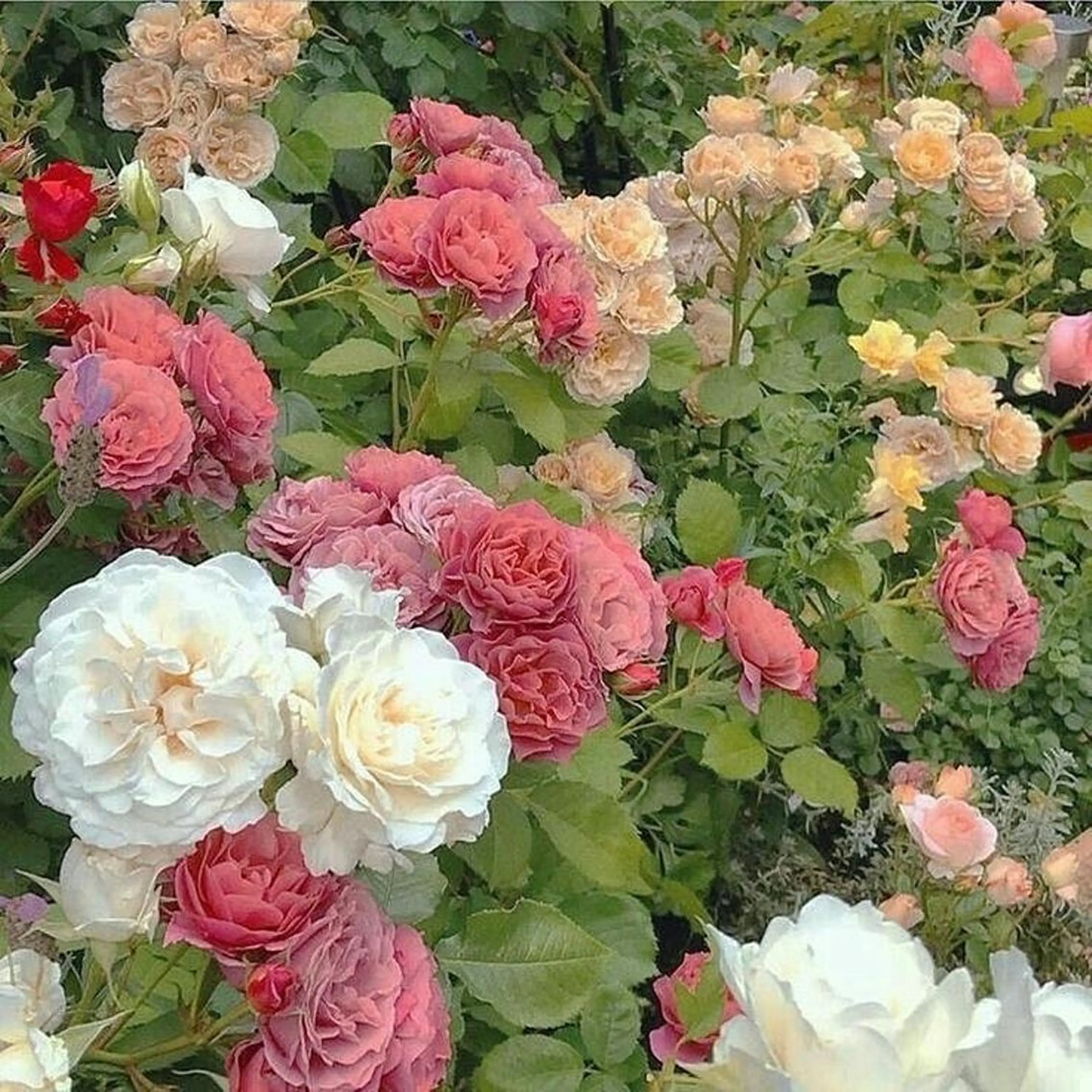 マツエク・マツパ Ai Quick 北千住🌿saitoの眉毛・アイブロウイメージ