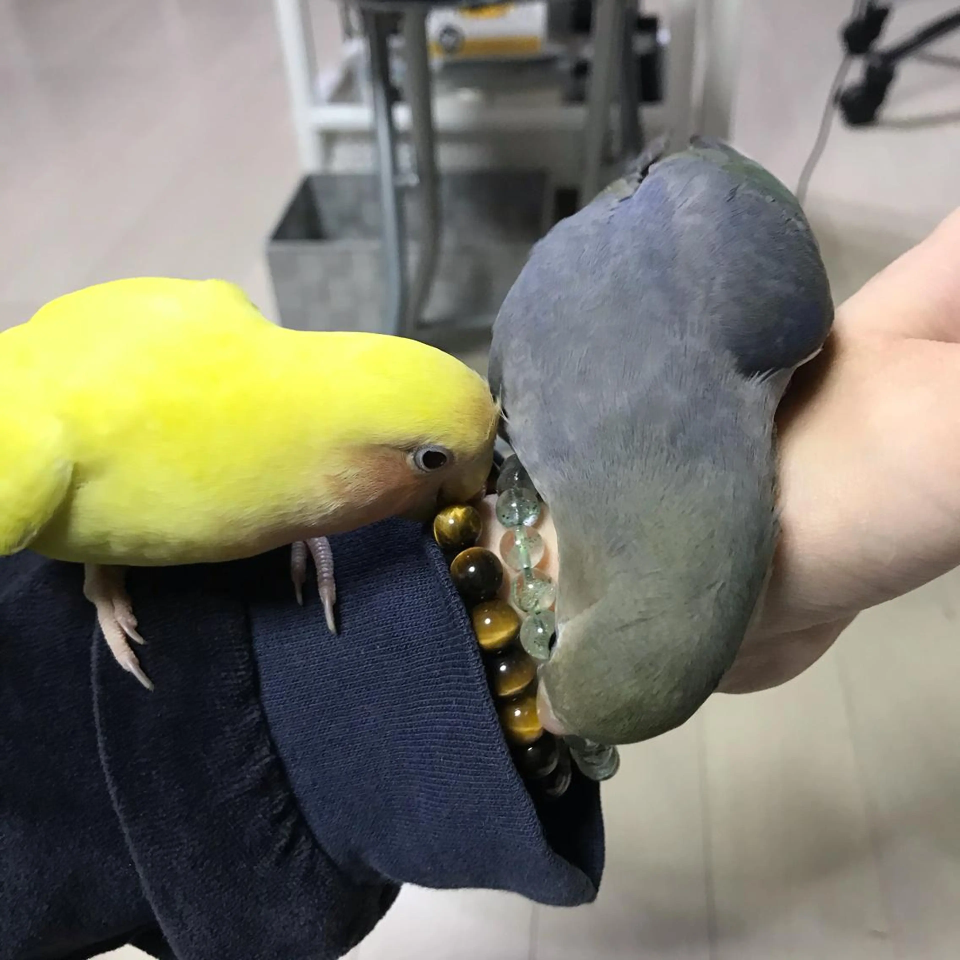 CHERIMO【lalaLaLa】所属・CHERIMO シェリモのネイルデザイン