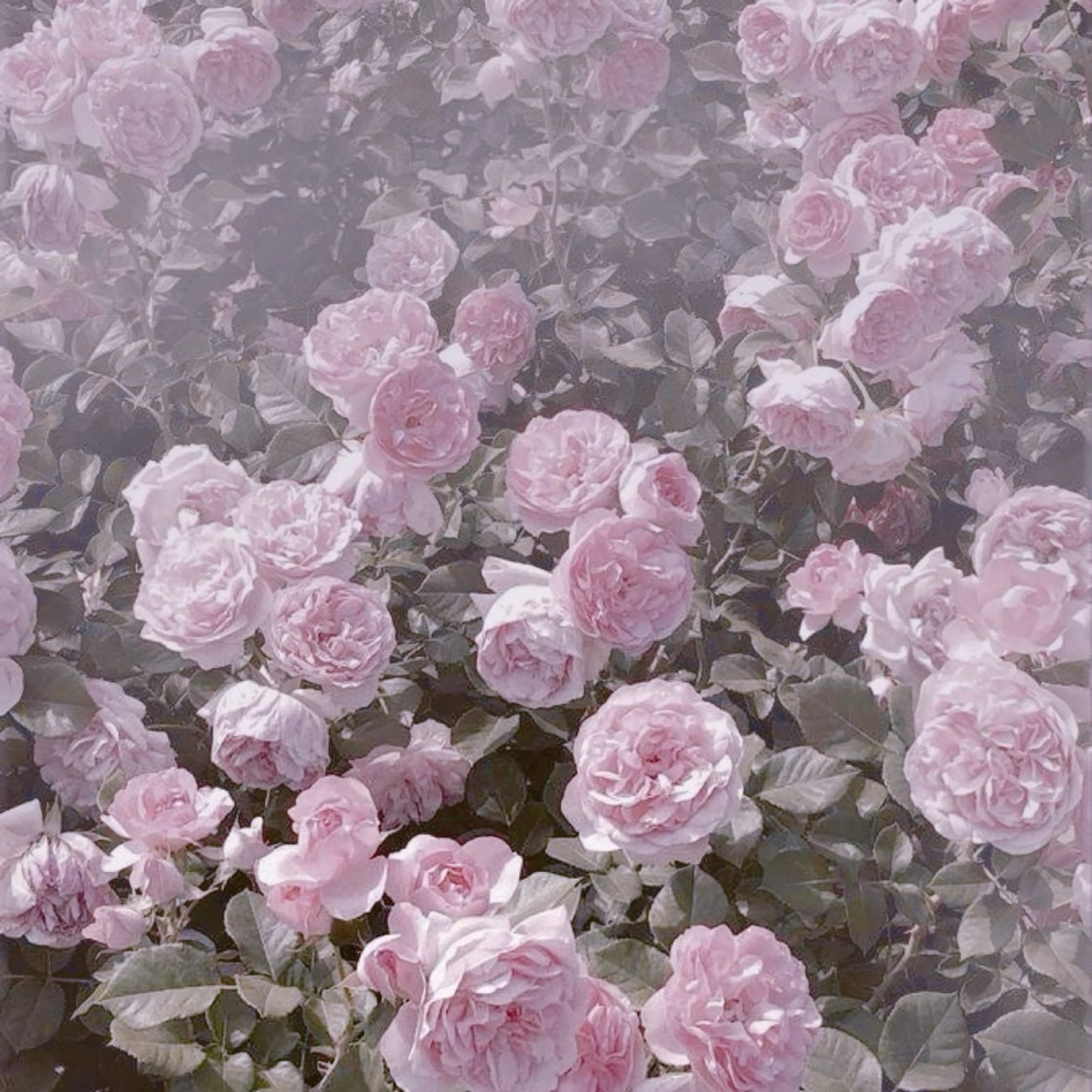 マツエク・マツパ alicetokyo 🦋宮葉🦋のマツエク・マツパデザイン