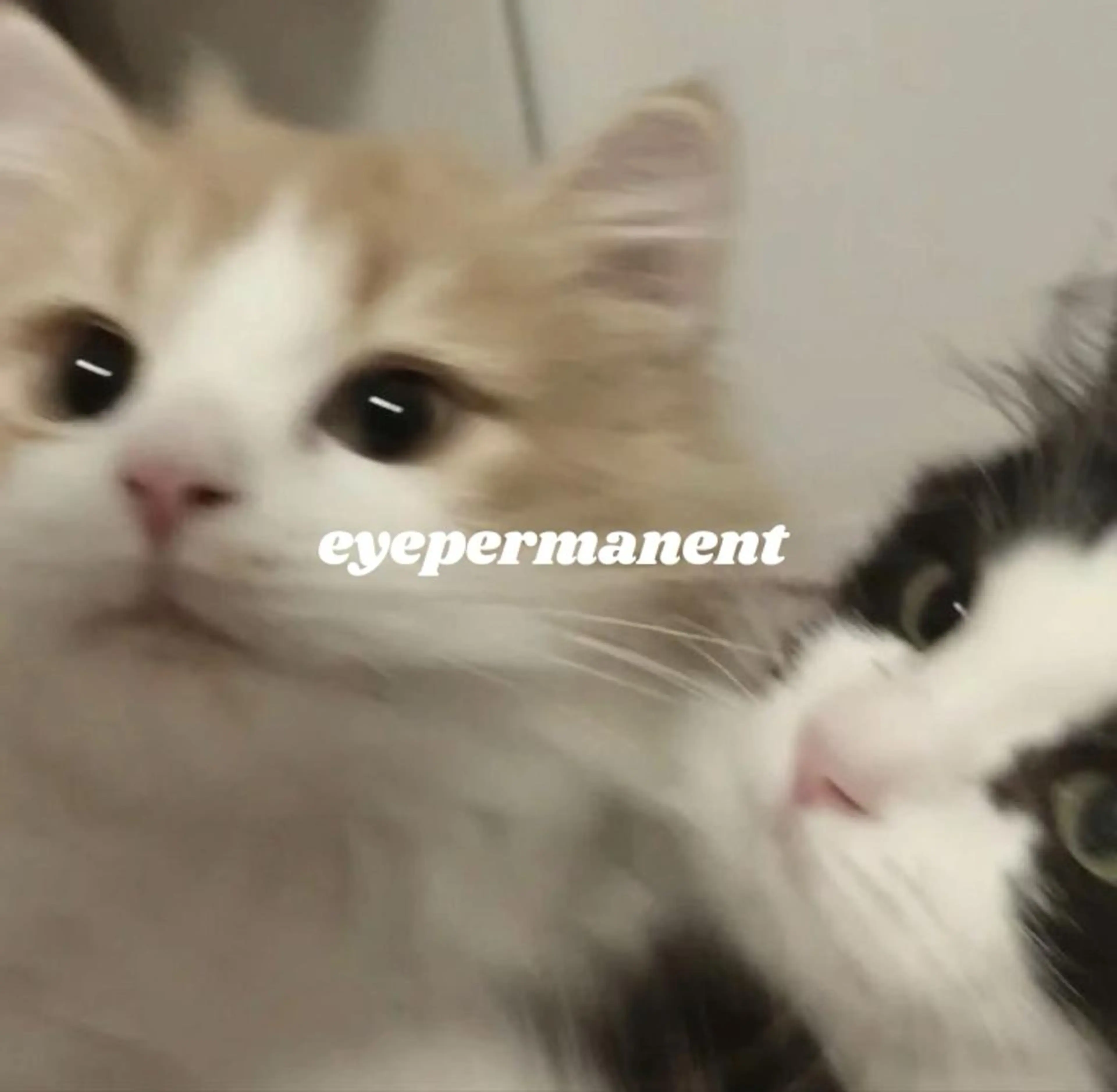 マツエク・マツパ mona 🎀韓国まつパ/眉毛のマツエク・マツパデザイン