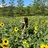 Helianthus haru