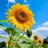 ゆき 🌻ひまわりサロン