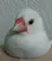 g*rossa高橋 くみこのプロフィール画像