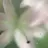 西村 華凜