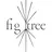 fig  tree 地爪育成モニター