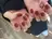 klee nail