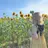 うる艶髪💛ྀི/ハ イトーン🌻/リンカのプロフィール画像