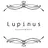 Lupinus 長澤