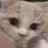 taachi Mochiのプロフィール画像