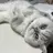 Norns nail (猫いるサロン🐈)のプロフィール画像