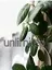 ネイルサロン unlimitedのプロフィール画像