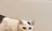 Ito ⠀のプロフィール画像