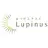 Lupinus 国立店