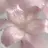 cachette 井上結月