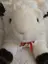 新谷 日奈子