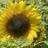 Nailsalon Sunflowerのプロフィール画像