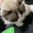 サラバイ ニコットのプロフィール画像
