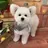 Aimu ‪🍒のプロフィール画像