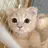 S Tのプロフィール画像