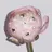 santebelle meruのプロフィール画像