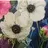 温活リンパサロン芍花 しゃっかのプロフィール画像