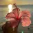 shell kanadeのプロフィール画像