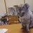 ゴトウ チヅルのプロフィール画像