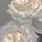 Harune ❤︎のプロフィール画像