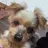 kokua千早 ayumiのプロフィール画像