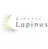 Lupinus 国分寺店
