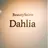 Dahlia sのプロフィール画像