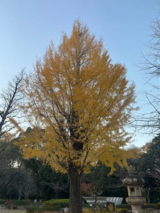 アイブロウWax脱毛