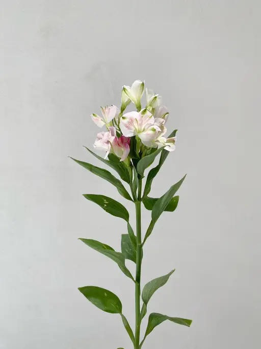 🌟髪質改善トリートメント🌟高濃度水素トリートメント｟SB付き｠