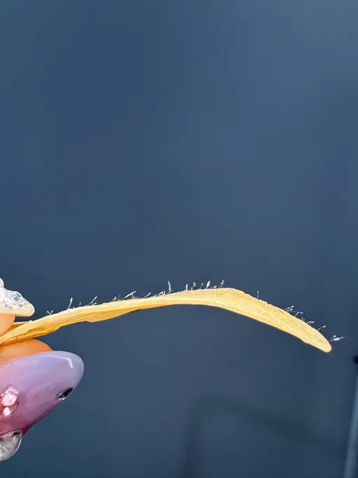 【口周り】極上つるすべ肌へ!トーンアップフェイスワックス