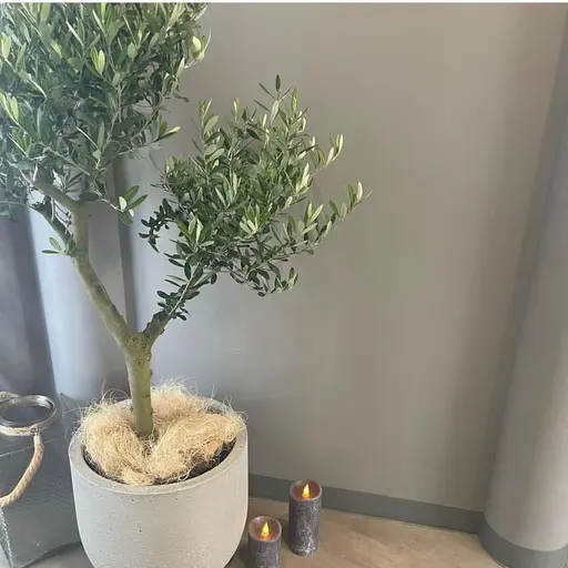 la vela(ラヴェラ)