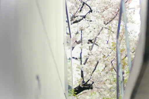 耳ツボ （イヤービューティセラピー®）温活サロン　flow lab