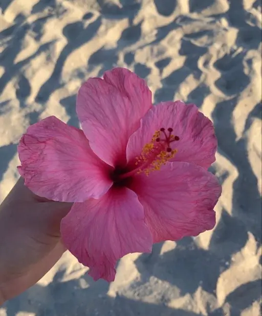 🉐3名様限定！【 バインドロック 】 60束 🌴