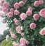 ゆかのプロフィール画像