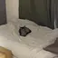 fuuのプロフィール画像