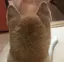 のんのプロフィール画像