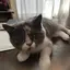 ブランのプロフィール画像