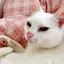 たむのプロフィール画像